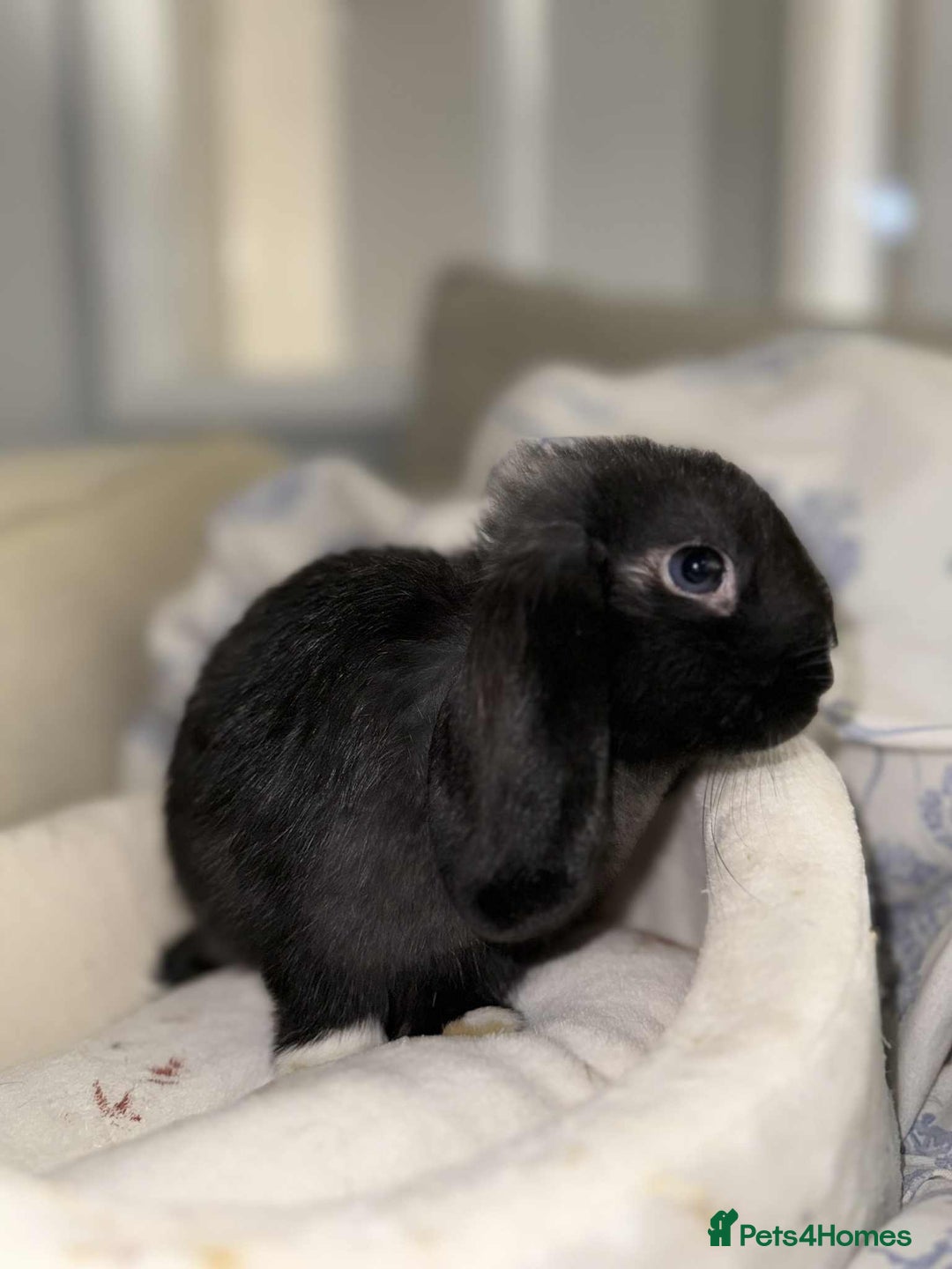 English Lop rabbits for sale: English lop looking for her forever home  - Image 1