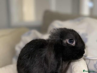 English Lop rabbits - Advert 2