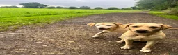 Labrador Retriever dogs for sale: LOVELY BITCH PUPS AVAILABLE  - Advert 6