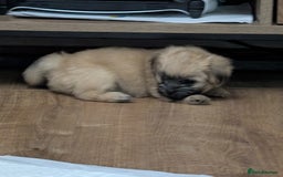 Mixed Breed dogs for sale: ShiChi - Image 8