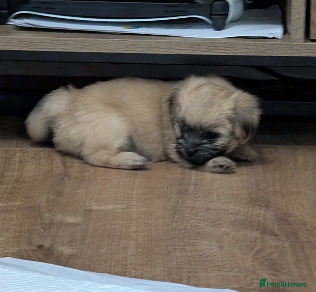 Mixed Breed dogs for sale: ShiChi - Image 8