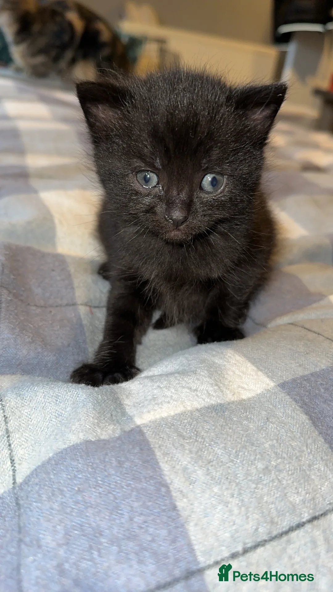 Mixed Breed cats for sale: BEAUTIFUL KITTEN.Maine coon/crossed  - Advert 10