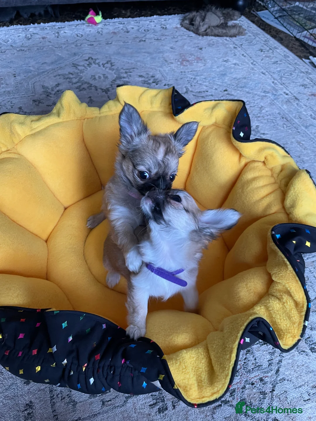 Chihuahua dogs for sale: Chihuahua long coat female puppies  - Advert 8