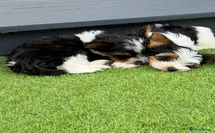 Biewer Terrier dogs - Advert 1