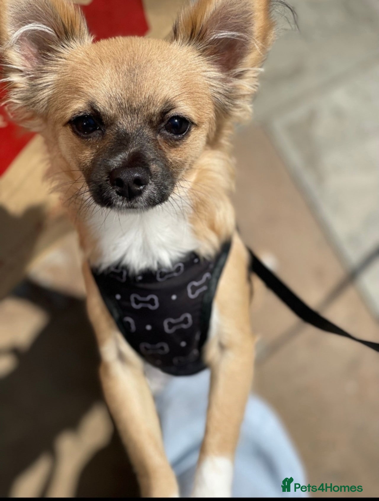 Chihuahua dogs Male Chihuahua  - Advert 4