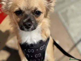 Chihuahua dogs Male Chihuahua - Advert 4