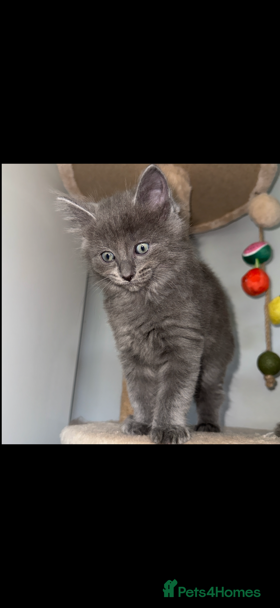 Ragdoll cats for sale: Gorgeous Ragdoll x British Shorthair Kittens  - Image 12