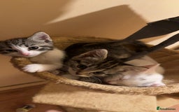 Mixed Breed cats for sale: Tabby Turkish angora - Image 7