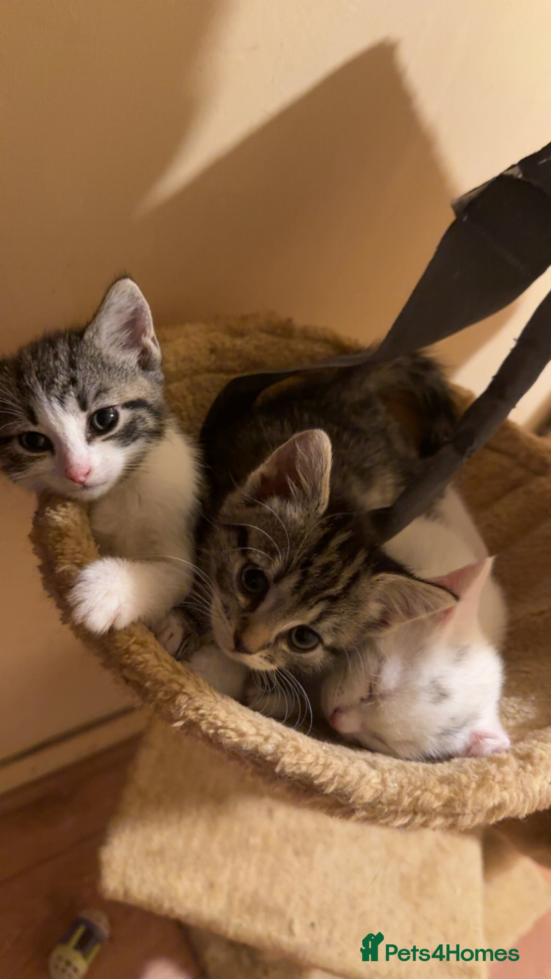 Mixed Breed cats for sale: Tabby Turkish angora - Image 7