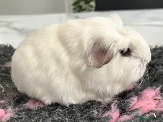 Guinea Pig rodents Guinea pigs Sheltie, coronet, Texel, merino. - Advert 1