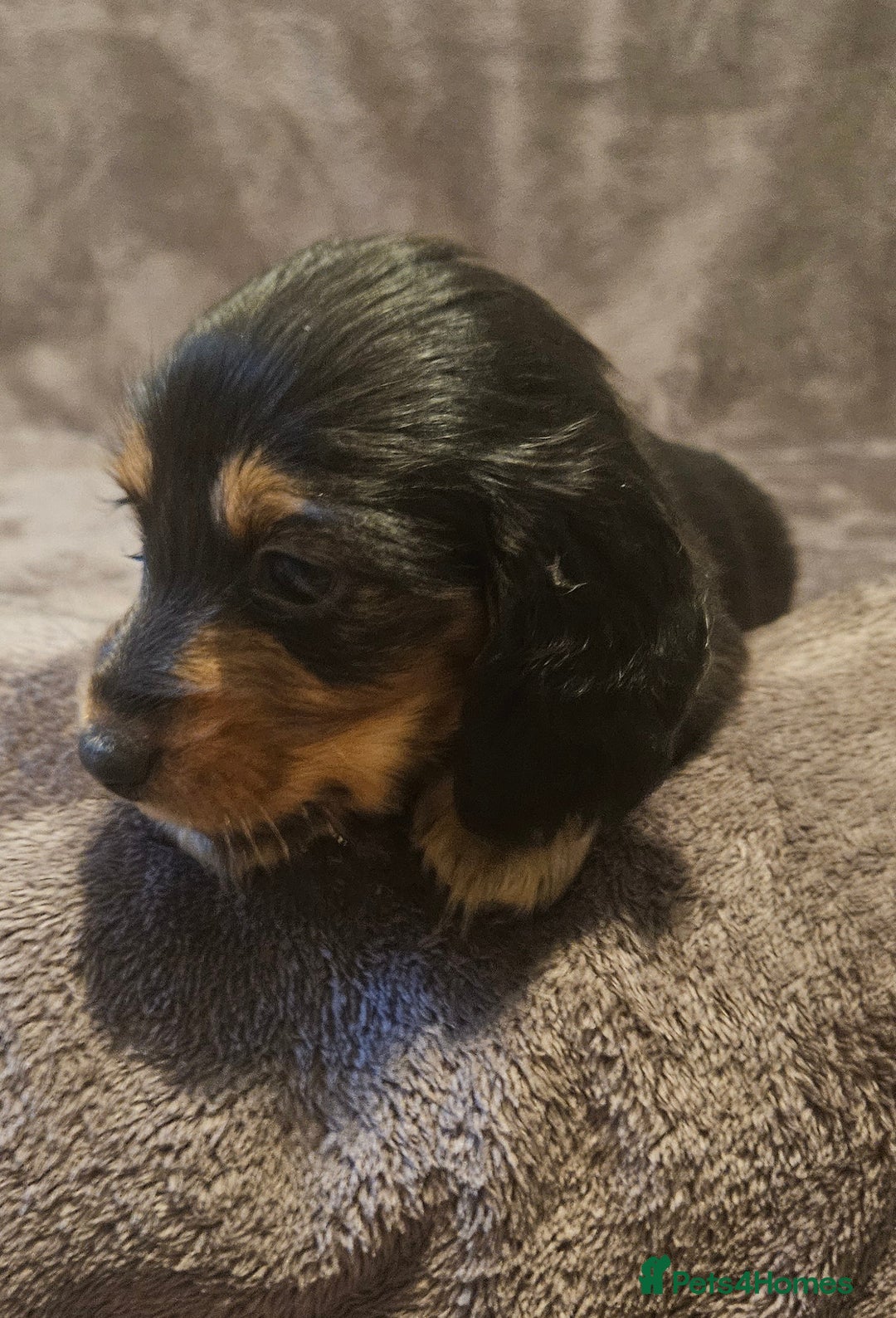 Miniature Dachshund dogs for sale: 3 adorable long hair miniature dachshund boys - Advert 3