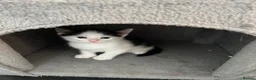 Mixed Breed cats for sale:  2 adorable kittens are looking for a ne  in Orpington - Advert 2