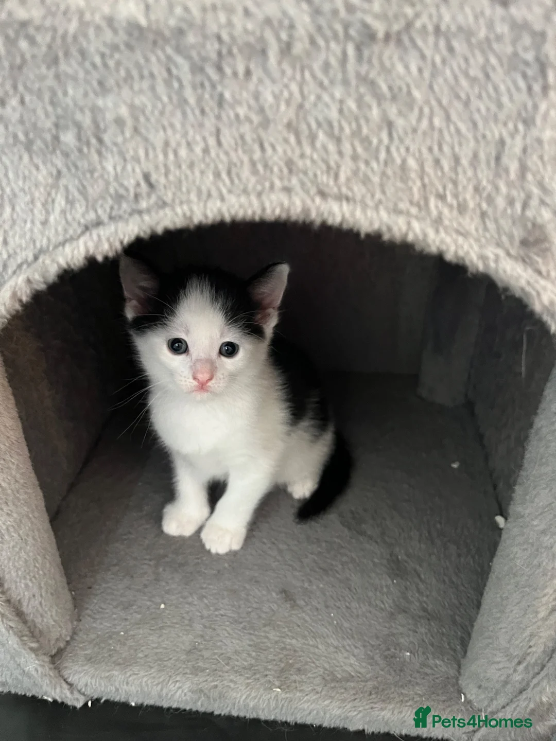 Mixed Breed cats for sale:  2 adorable kittens are looking for a ne  in Orpington - Advert 2