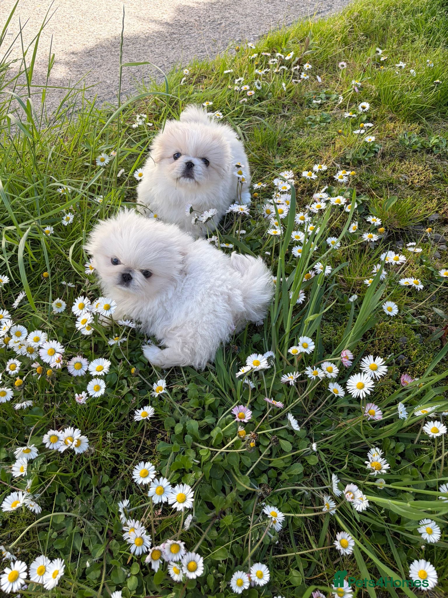 Pekingese dogs for sale: Pekingese puppies  - Advert 6