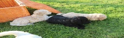 Standard Poodle dogs for sale: Standard Poodle Puppies  in Craigavon - Advert 11