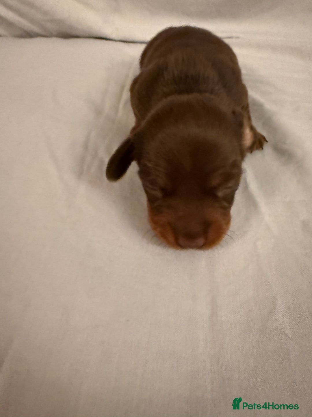 Dachshund dogs for sale: Miniature Dachshund puppies for sale - Advert 17
