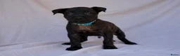 Mixed Breed dogs for sale: Dutch herder cross puppies - Advert 7
