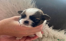 Shih Tzu dogs for sale: Imperial shitzhu pups  born on the 17 of October - Image 2