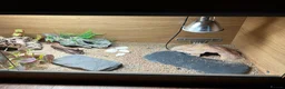 Gecko reptiles for sale: Leopard gecko and set up  - Advert 7