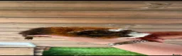 Guinea Pig rodents for sale: 2 male longhairs  - Advert 2