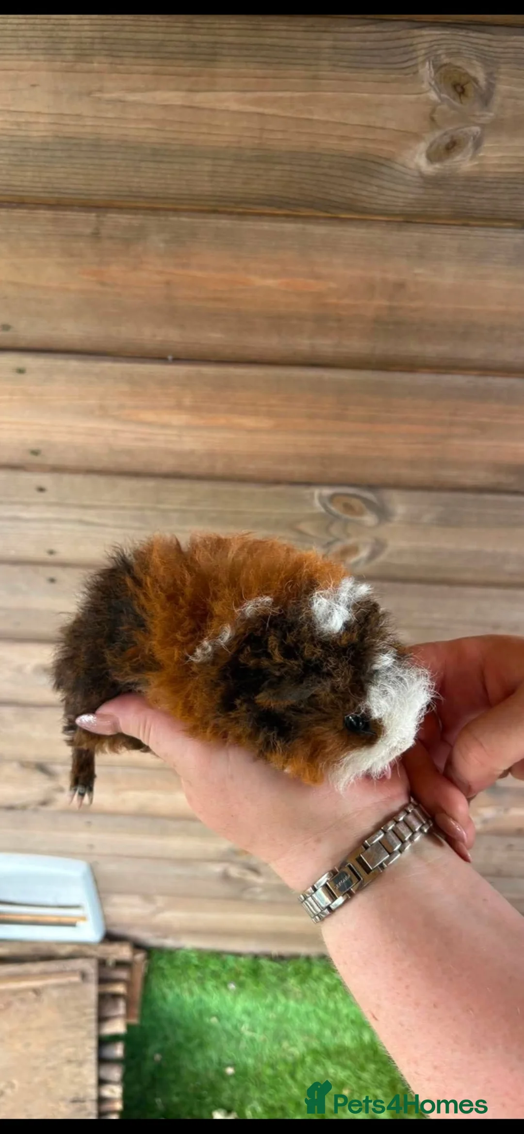 Guinea Pig rodents for sale: 2 male longhairs  - Advert 2