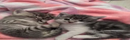 Mixed Breed cats for sale: Beautiful Family raised kittens 💕 in Waterlooville - Advert 7