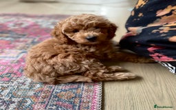 Cockapoo dogs for sale: Cockapoo puppies  - Image 9