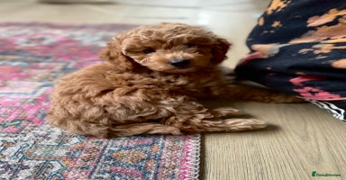 Cockapoo dogs - Advert 2