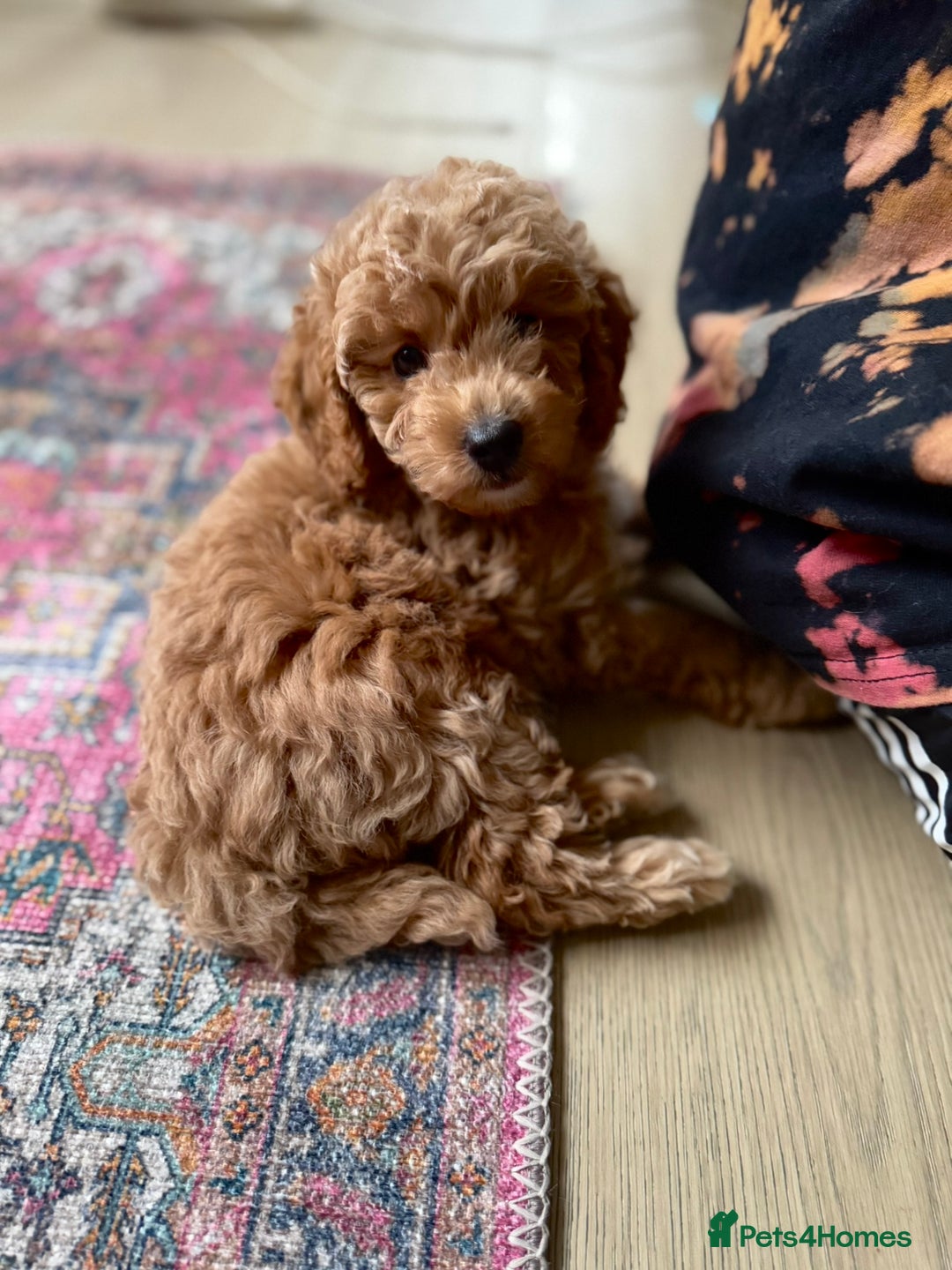 Cockapoo dogs for sale: Cockapoo puppies  - Image 9