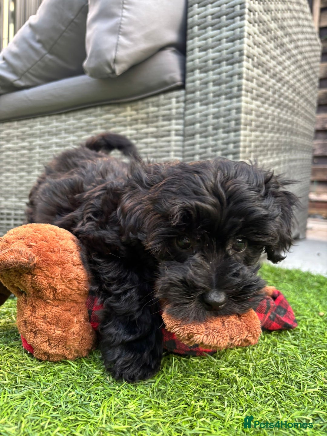 Mixed Breed dogs for sale: Cutest Havadoodles - Image 12