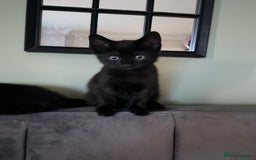 Korat cats for sale: Beautiful black kittens  - Image 2
