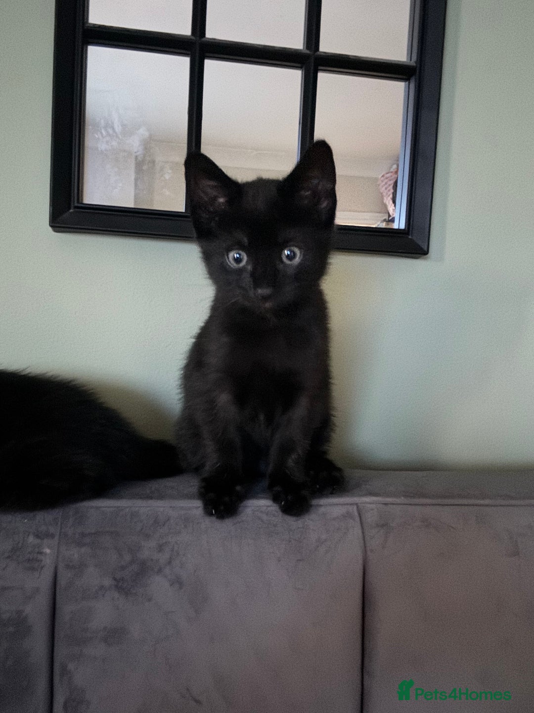 Korat cats for sale: Beautiful black kittens  - Image 2