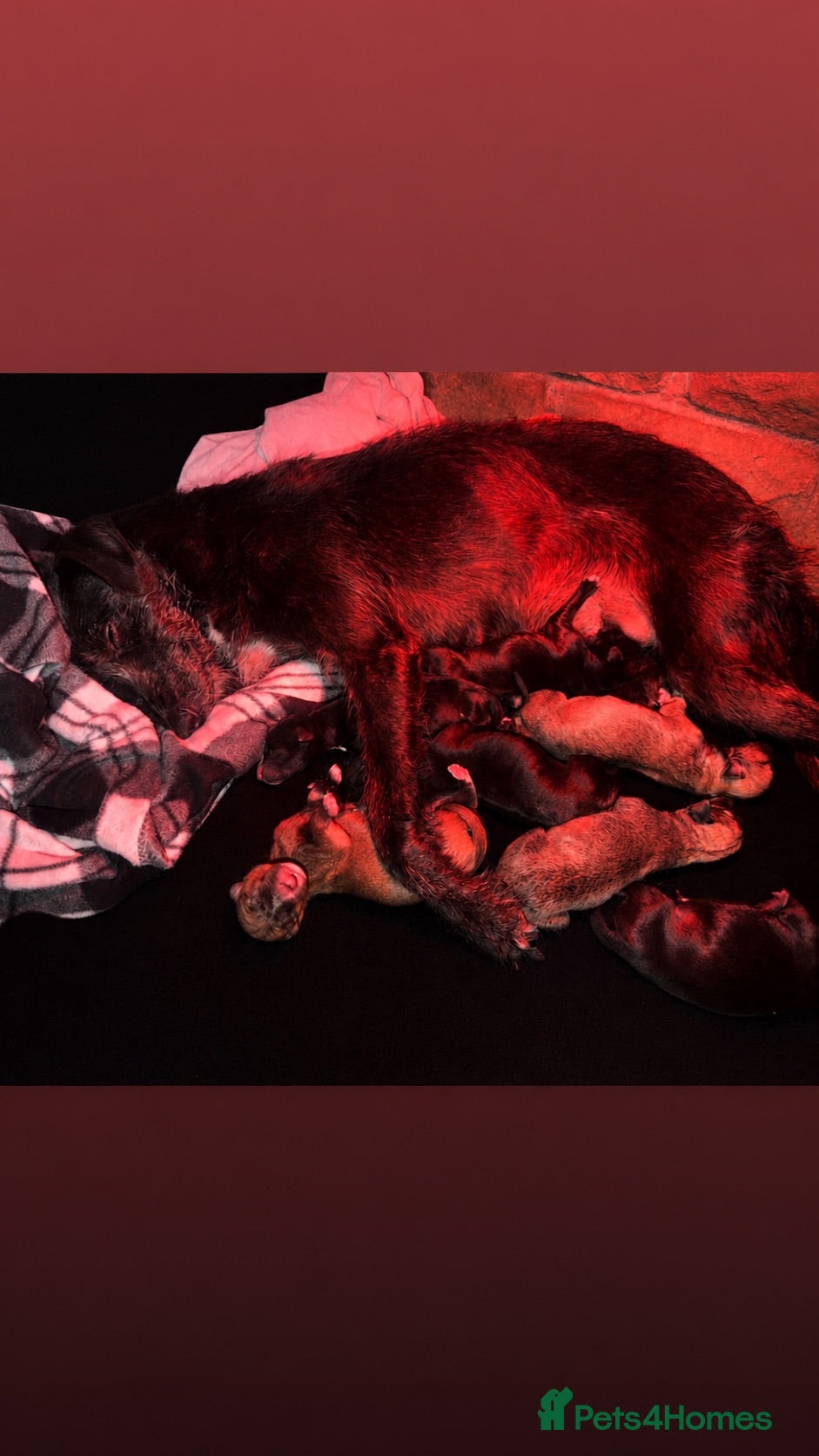 Lurcher dogs Beautiful Bedlington Whippet Puppies 🐾 - Advert 2
