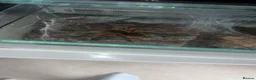 Tarantulas invertebrates for sale: Golden blue legged baboon male  in Northampton - Advert 2