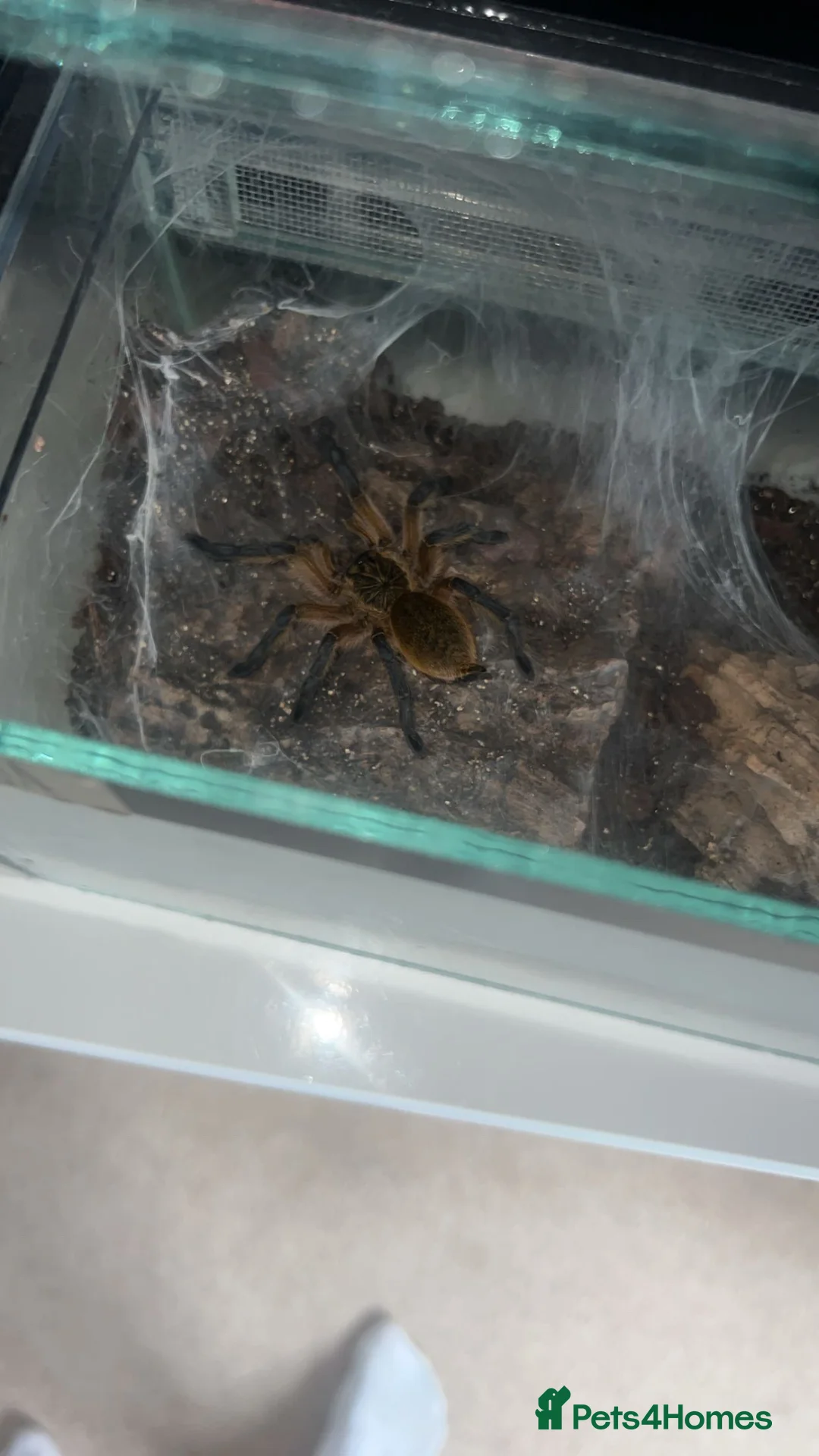 Tarantulas invertebrates for sale: Golden blue legged baboon male  in Northampton - Advert 2