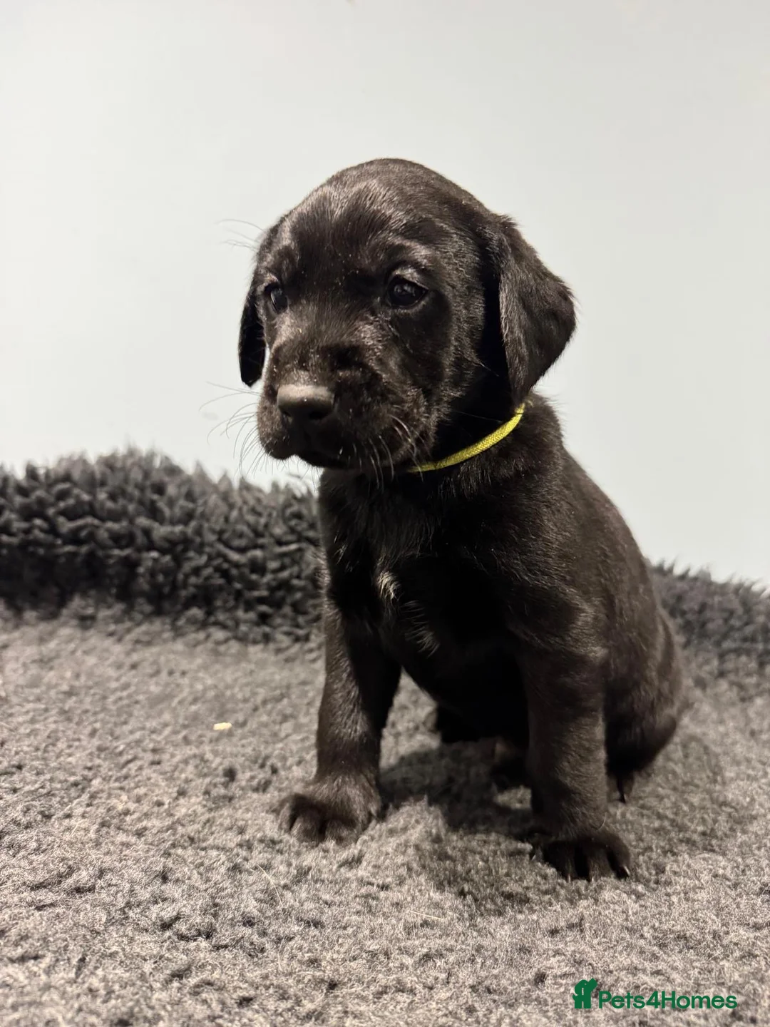 Labrador Retriever dogs for sale: Beautiful Labrador Puppies - Advert 2