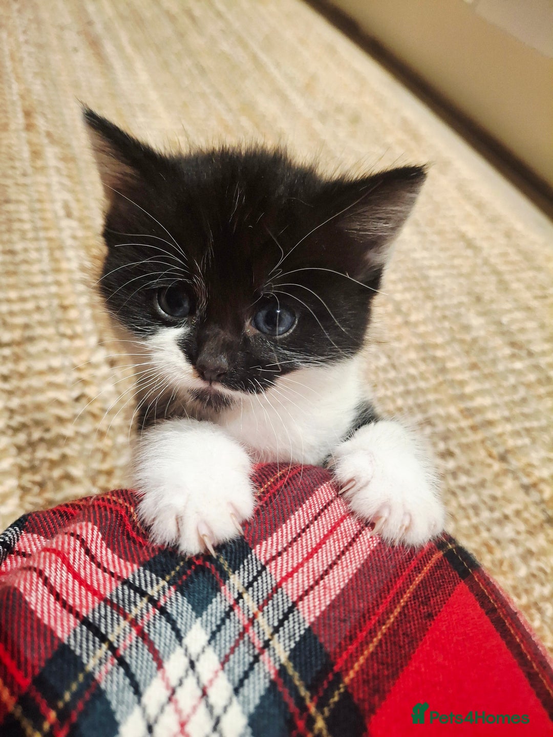 Mixed Breed cats for sale: READY FOR XMAS 🎄🖤🤍 - Advert 5