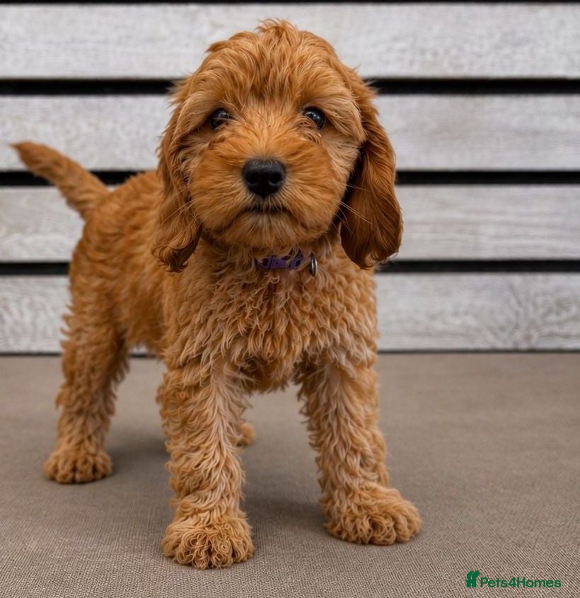 Cavapoo dogs Cavapoo x cockapoos for sale - Advert 1
