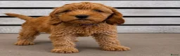 Cavapoo dogs for sale: Cavapoo x cockapoos for sale - Advert 2