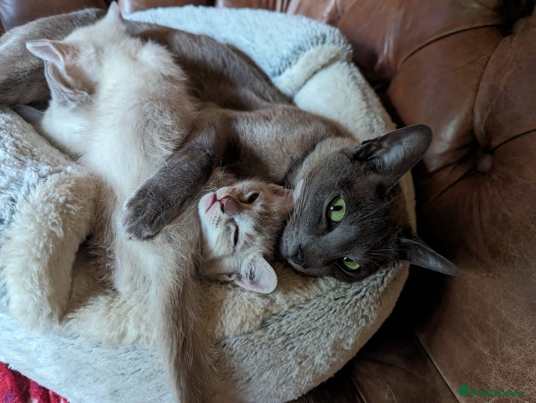 Tonkinese cats for sale: Superb Tonkdoll Kittens - Image 9