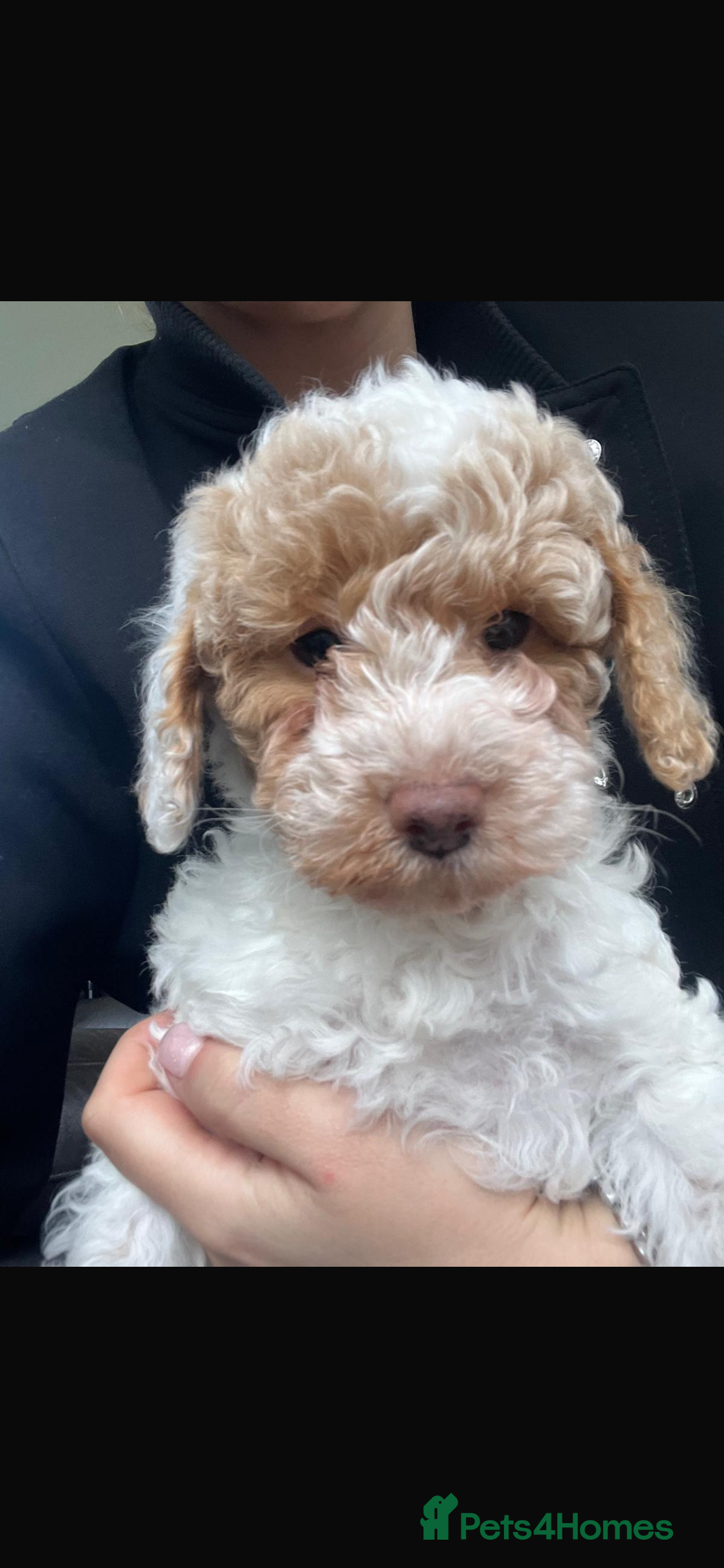 Cavapoo dogs Stunning litter Cavapoo pups  - Advert 4