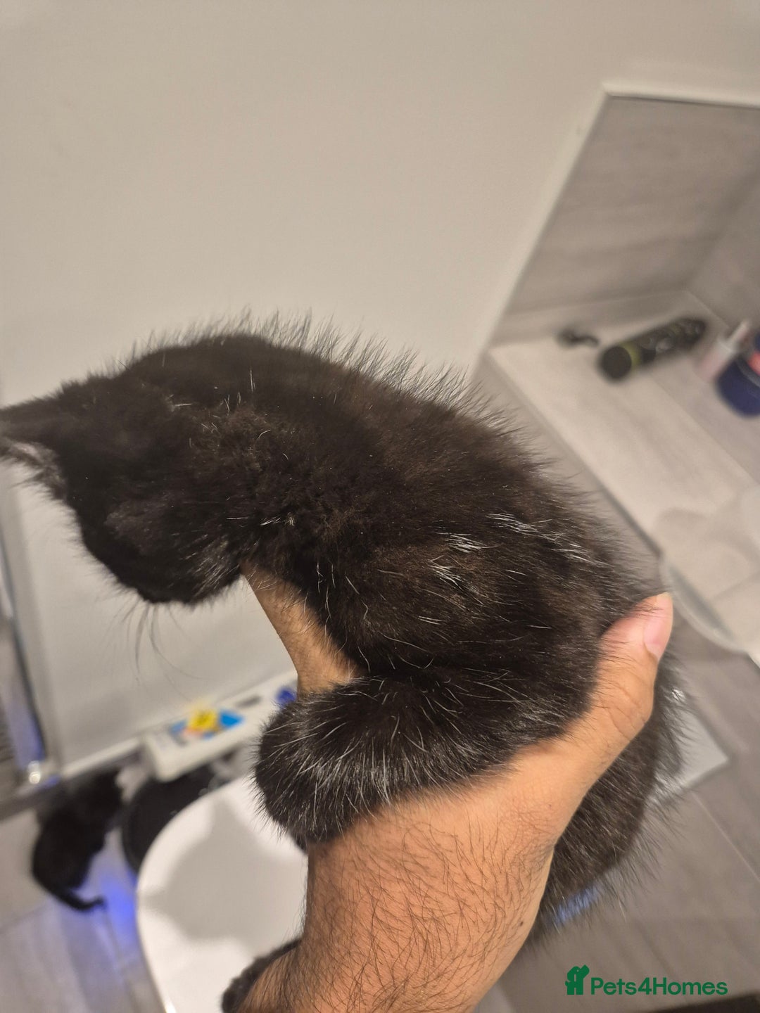 Mixed Breed cats for sale: Two adorable kittens needing a home - Advert 6