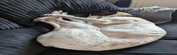 Greyhound dogs for sale: Beautiful rescue Greyhound. - Advert 1