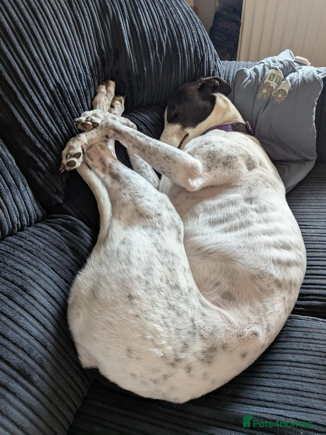 Greyhound dogs for sale: Beautiful rescue Greyhound. - Advert 1