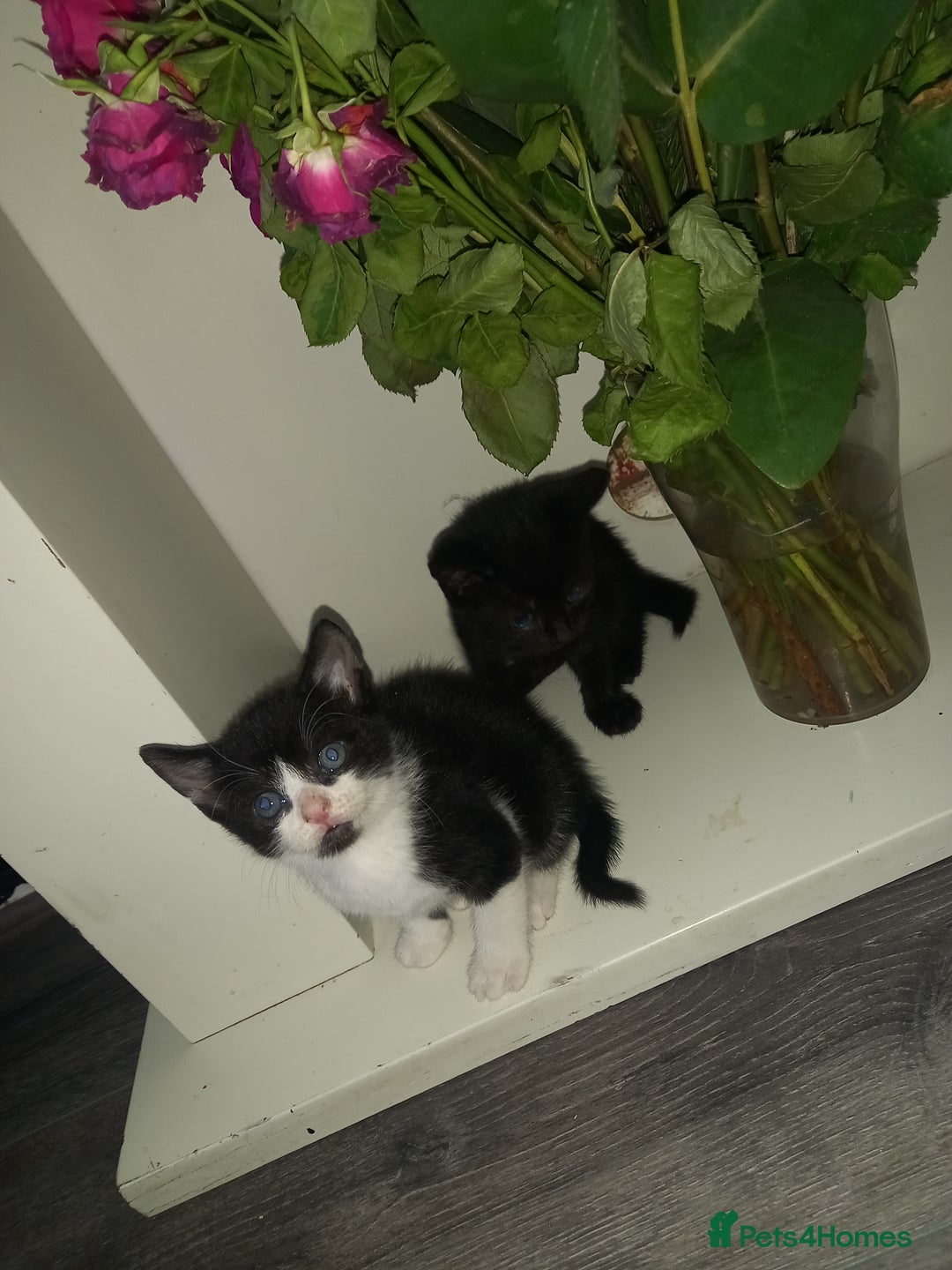 Mixed Breed cats for sale: Kittens looking for their forever loving Home - Advert 9