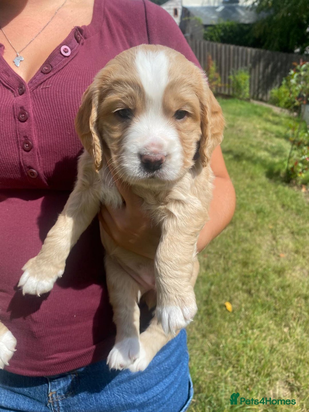 Cocker Spaniel dogs for sale: Golden & Red Working Cocker Spaniel Puppies - Image 6