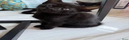 Domestic Shorthair cats for sale: 5 domestic shorthair kittens  - Advert 7