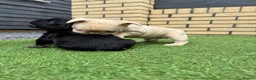 French Bulldog dogs for sale: Stunning French Bulldog Puppies in Norwich - Advert 11
