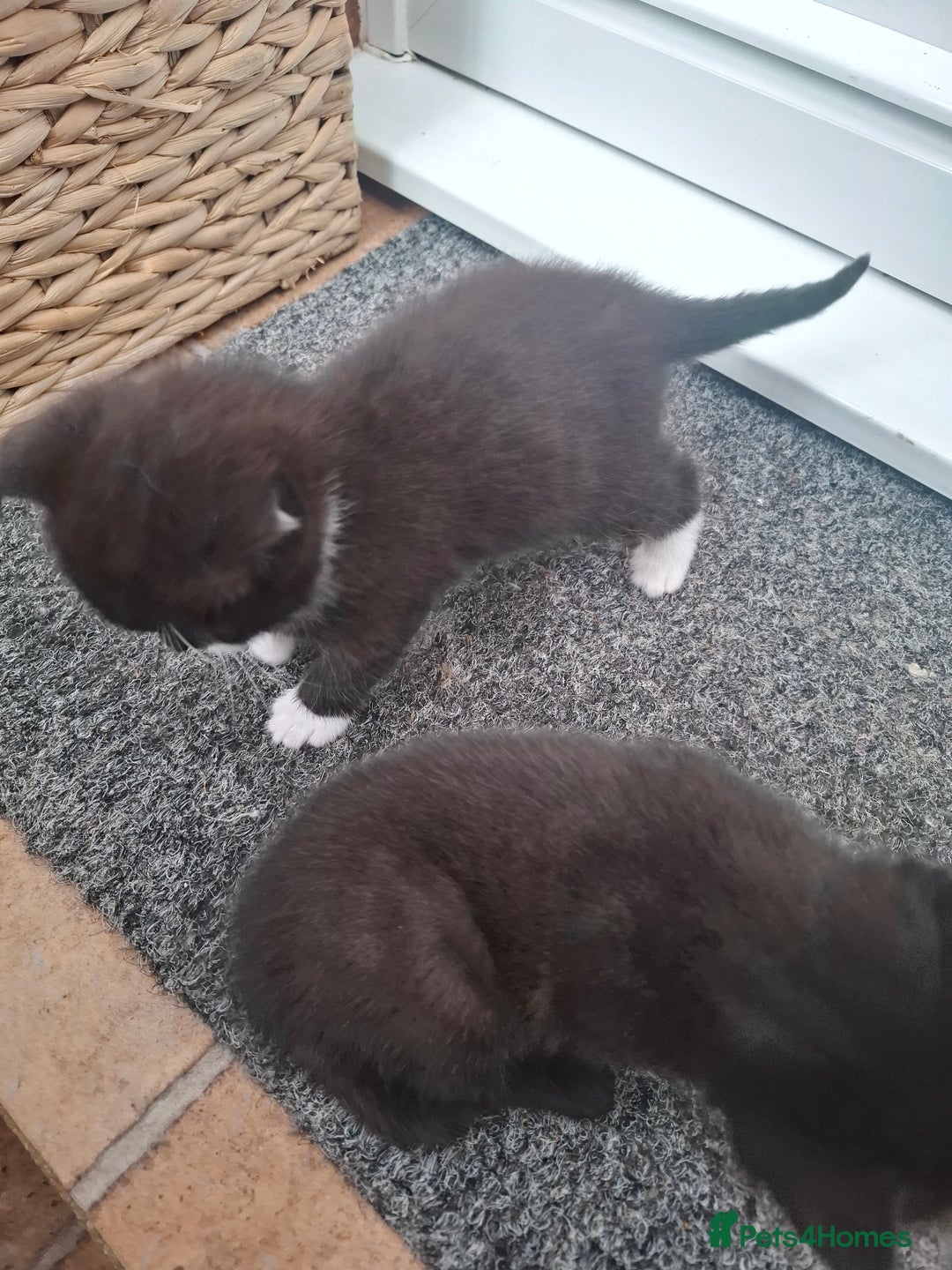 Mixed Breed cats for sale: Kittens  in Diss - Image 6