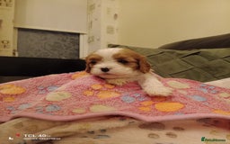 Cavapoo dogs for sale: A stunning litter of cavapoo beautiful costs  - Image 30